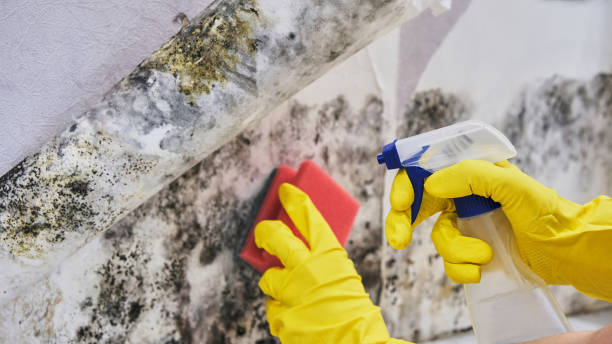 Forensic Mold Investigation